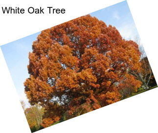 White Oak Tree