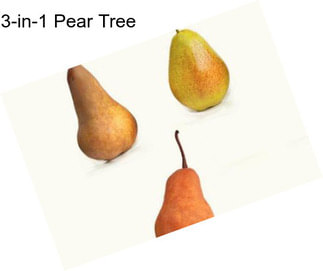 3-in-1 Pear Tree