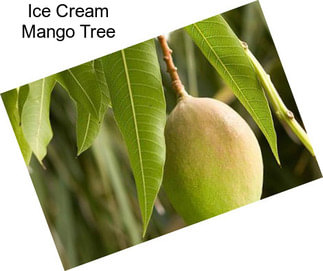 Ice Cream Mango Tree