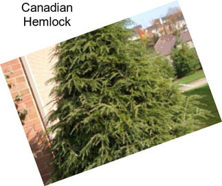 Canadian Hemlock