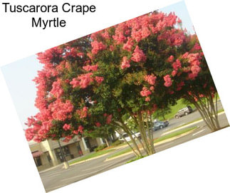 Tuscarora Crape Myrtle