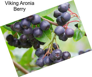 Viking Aronia Berry
