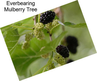 Everbearing Mulberry Tree