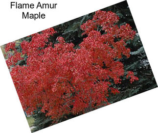 Flame Amur Maple