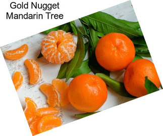 Gold Nugget Mandarin Tree