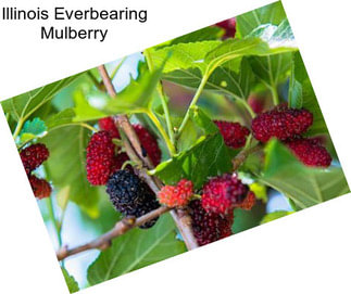 Illinois Everbearing Mulberry