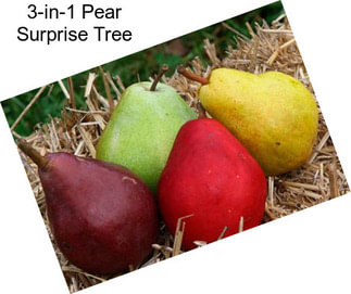 3-in-1 Pear Surprise Tree