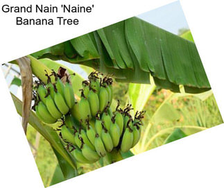 Grand Nain \'Naine\' Banana Tree