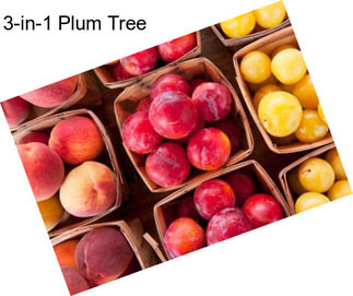 3-in-1 Plum Tree