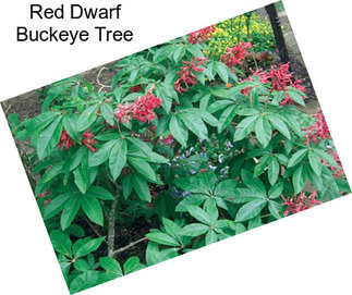 Red Dwarf Buckeye Tree