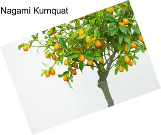 Nagami Kumquat