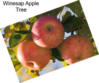 Winesap Apple Tree