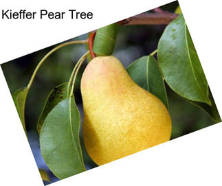 Kieffer Pear Tree