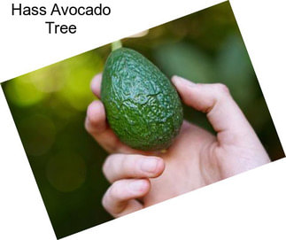 Hass Avocado Tree