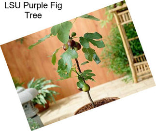 LSU Purple Fig Tree