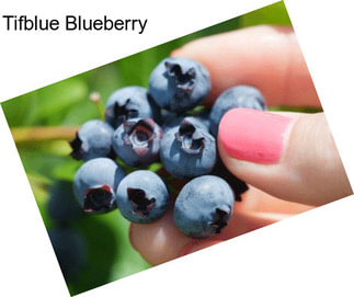 Tifblue Blueberry