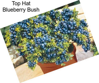 Top Hat Blueberry Bush