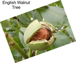 English Walnut Tree