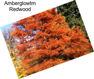 Amberglowtm Redwood