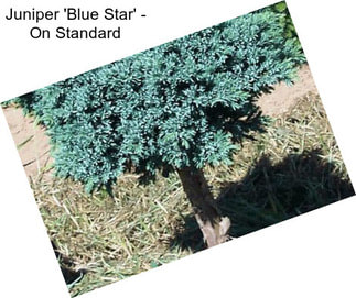 Juniper \'Blue Star\' - On Standard