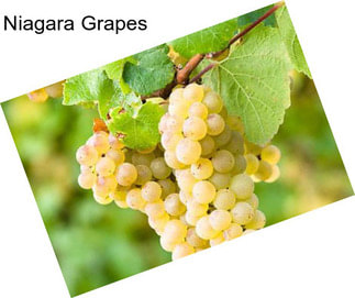 Niagara Grapes