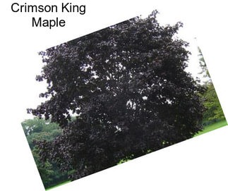 Crimson King Maple