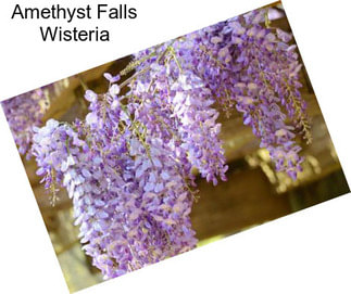 Amethyst Falls Wisteria