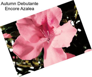 Autumn Debutante Encore Azalea