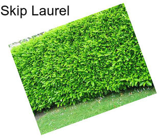 Skip Laurel