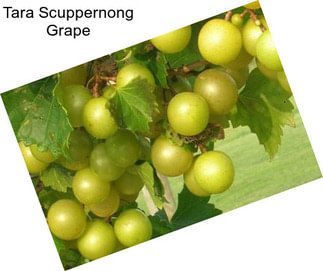 Tara Scuppernong Grape