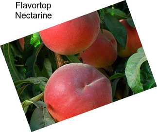 Flavortop Nectarine