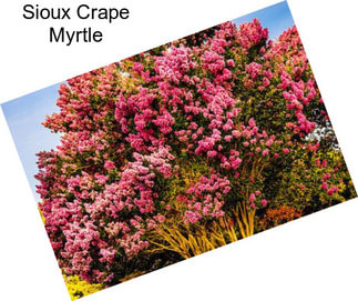 Sioux Crape Myrtle