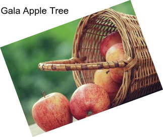 Gala Apple Tree