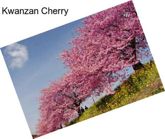 Kwanzan Cherry