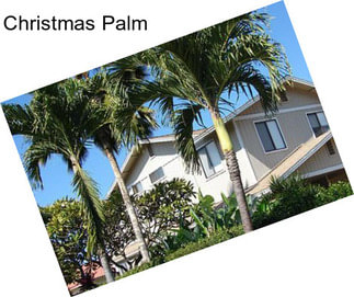 Christmas Palm