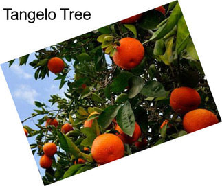 Tangelo Tree