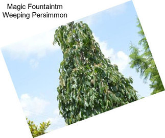 Magic Fountaintm Weeping Persimmon