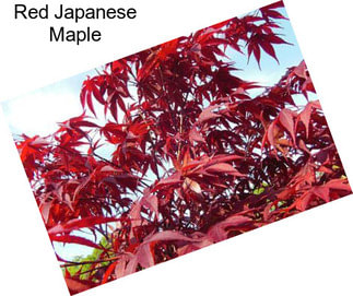 Red Japanese Maple