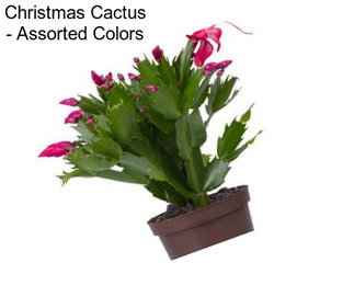 Christmas Cactus - Assorted Colors