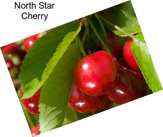 North Star Cherry