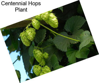 Centennial Hops Plant