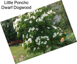 Little Poncho Dwarf Dogwood