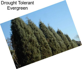 Drought Tolerant Evergreen