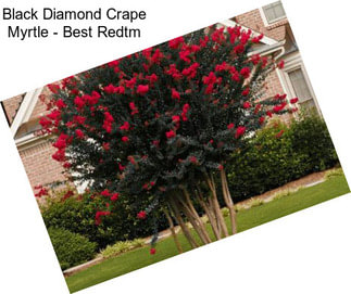 Black Diamond Crape Myrtle - Best Redtm