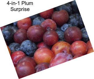 4-in-1 Plum Surprise