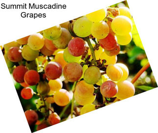 Summit Muscadine Grapes