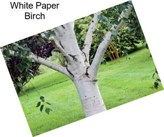 White Paper Birch