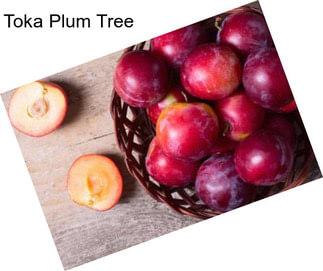 Toka Plum Tree