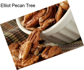 Elliot Pecan Tree