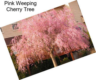 Pink Weeping Cherry Tree